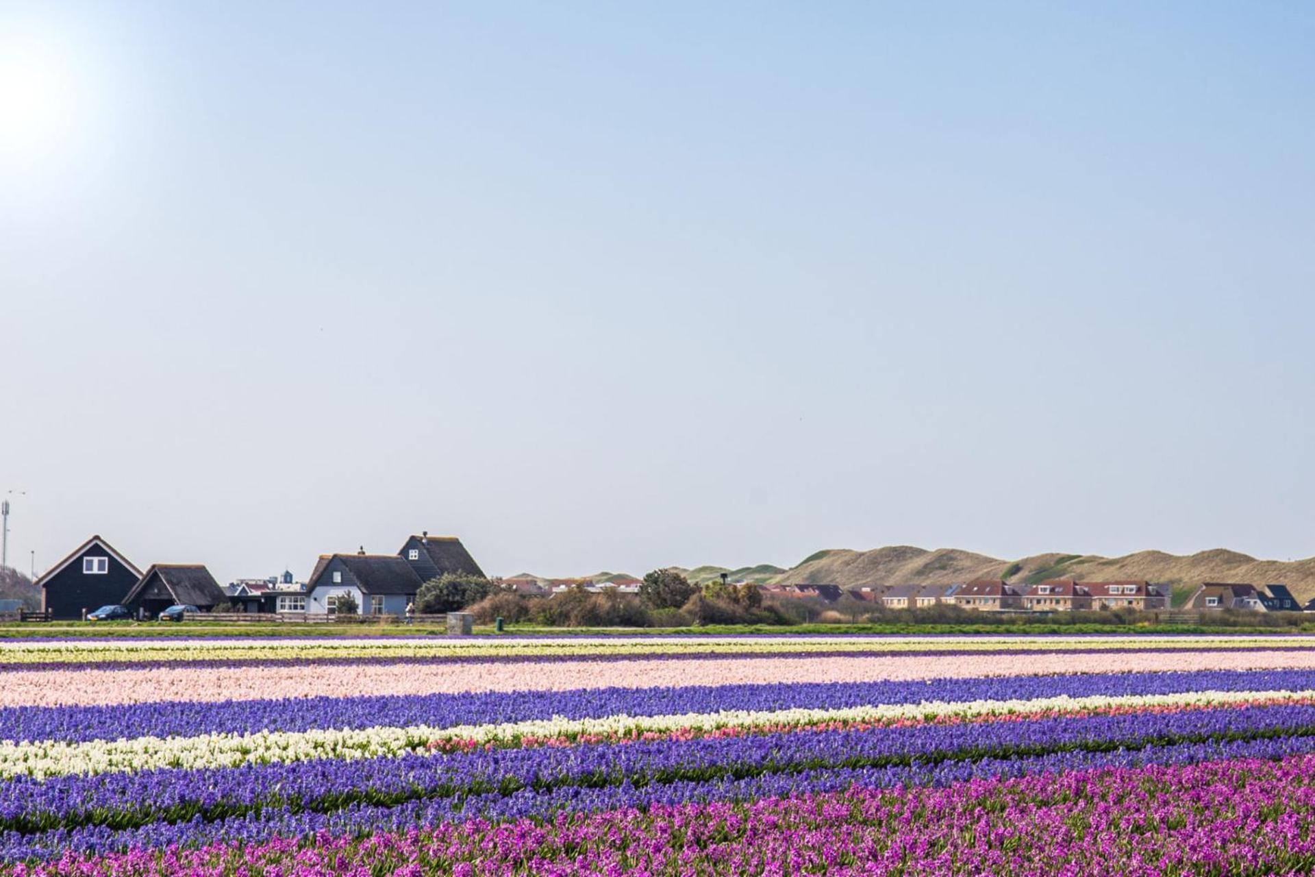Vakantiehuis Zilt - Julianadorp Aan Zee المظهر الخارجي الصورة